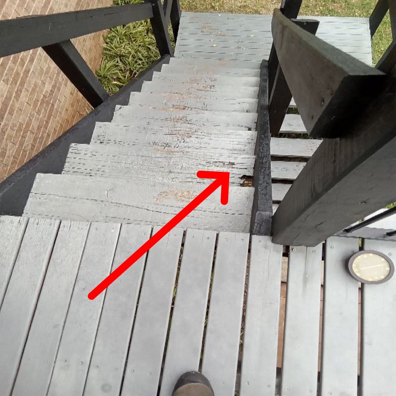 Timber Decay Rot and Fungal Growth